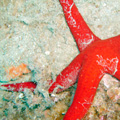 Buceo - profundidades de Elba